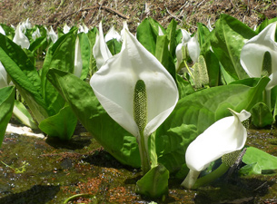 箱根湿生花園